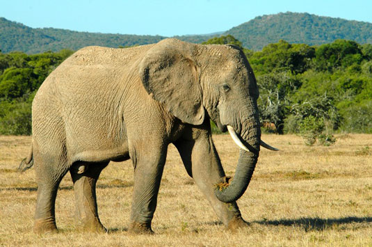 Elephant Addo Elephant National Park Eastern Cape South Africa