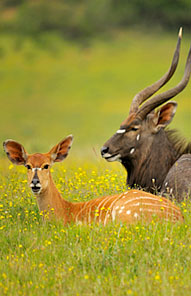 Kariega Game Reserve, Eastern Cape, South Africa