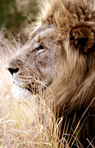 Kariega Game Reserve, Eastern Cape, South Africa