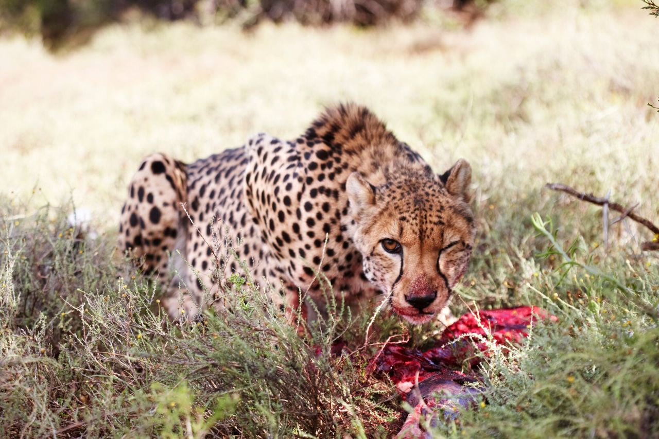 Mount Camdeboo Private Game Reserve | Graaff-Reinet | Eastern Cape Reservations