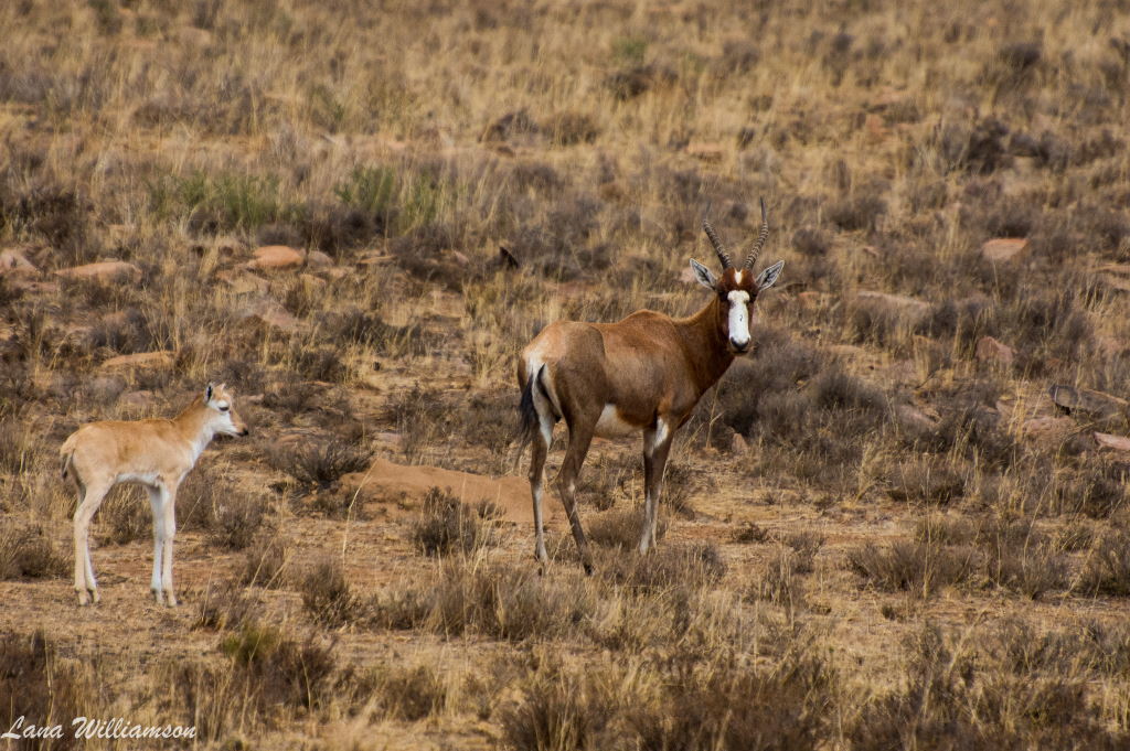 Mountain Zebra National Park