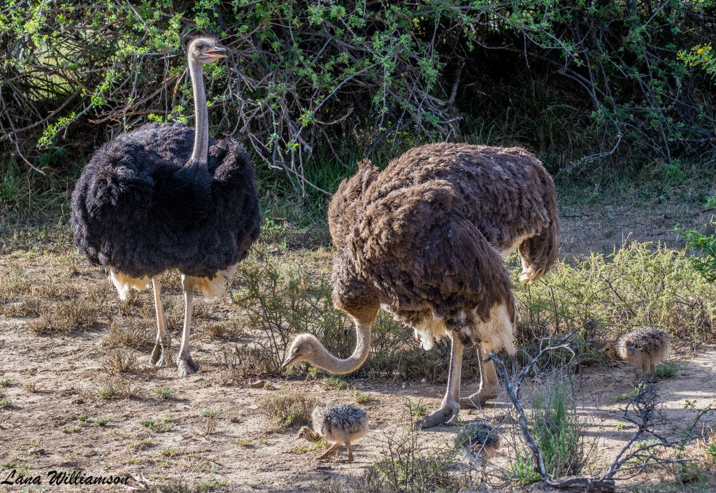 Mountain Zebra National Park