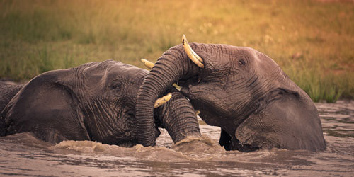 Pumba Private Game Reserve Port Elizabeth Eastern Cape South Africa