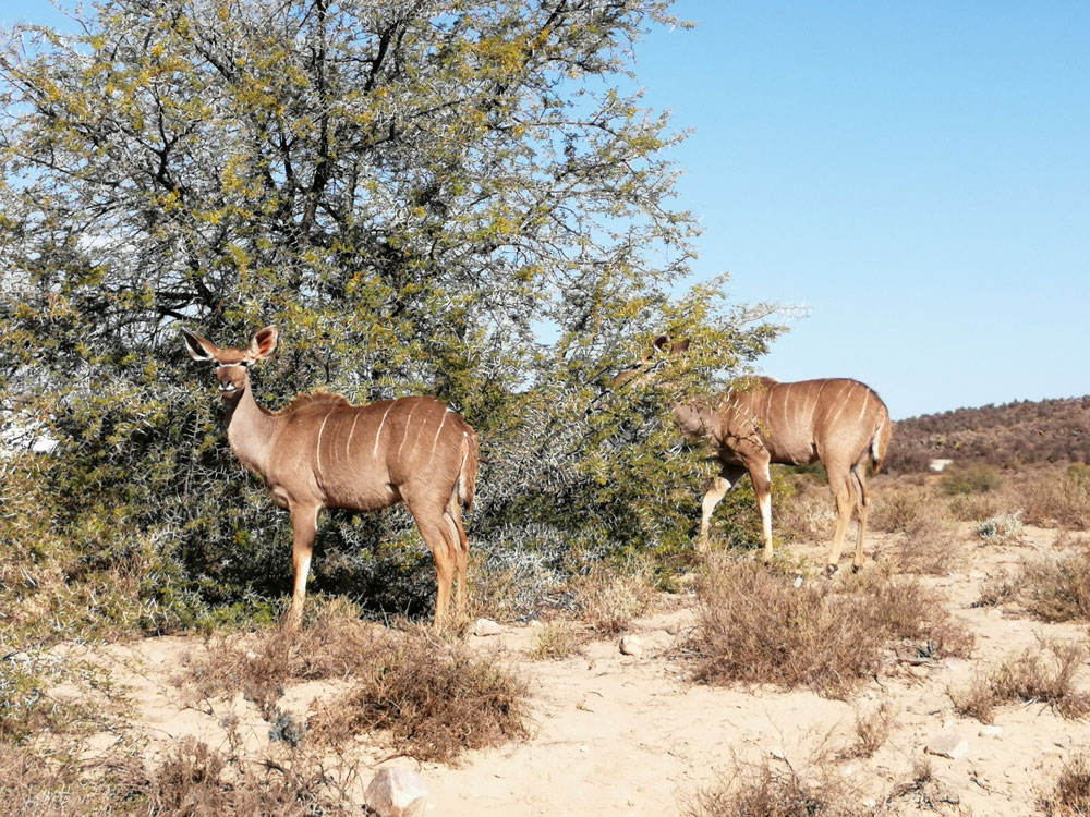 Sanbona Wildlife Reserve - Western Cape - Cape Reservations