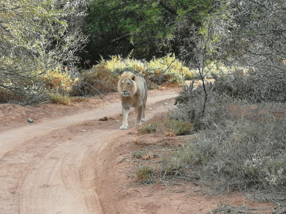 Sanbona Wildlife Reserve - Western Cape - Cape Reservations